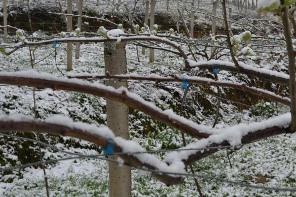 种植猕猴桃怎么预防冻害，建造防风带可降低受冻几率