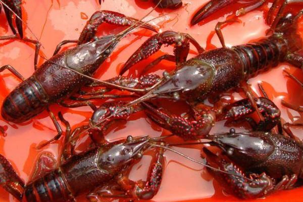 小龙虾的危害，是世界级入侵物种