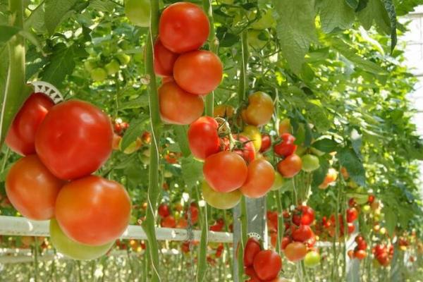 番茄管理技术，做好土壤管理工作是基础