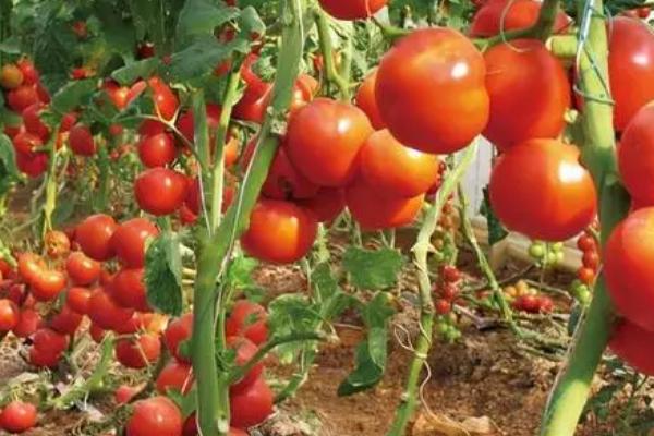 番茄管理技术，做好土壤管理工作是基础