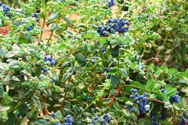 蓝莓蛴螬怎么防治，可用杀虫灯进行诱杀