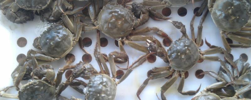 什么是太湖蟹，学名叫做中华绒螯蟹
