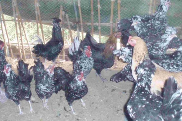 养殖贵妃鸡需要什么环境，需提供充足的光照、保持适宜的温湿度