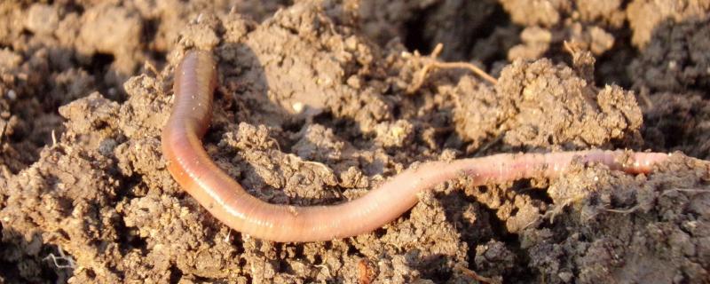 蚯蚓只能在土里生活吗，提供适宜的温湿度和食物也能离开土壤