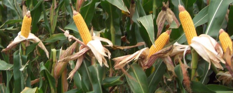 龙丰2号玉米种的特征特性，从出苗至成熟需要128天