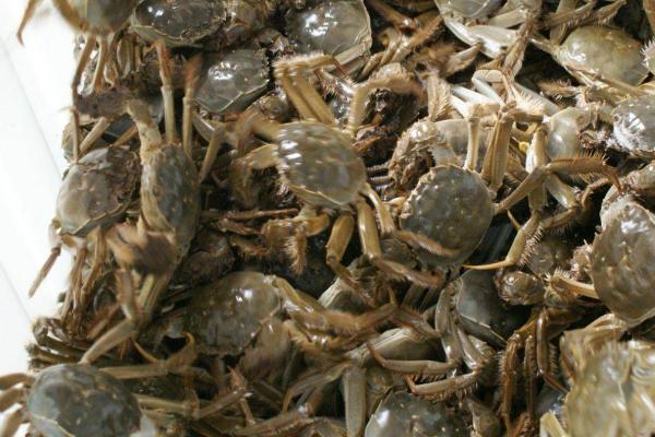 稻田蟹和大闸蟹有什么区别，稻田蟹是指在稻田中养成的大闸蟹