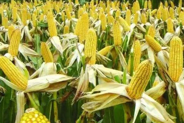 玉米的亩产量，会受到品种、种植地区等条件的影响