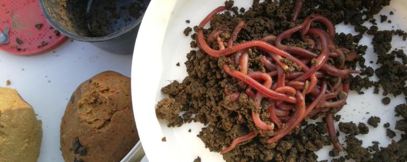 夏钓用蚯蚓还是红虫，二者都可以使用