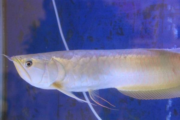 银龙鱼患有肠炎会出现哪些症状，主要表现是排出白色粪便