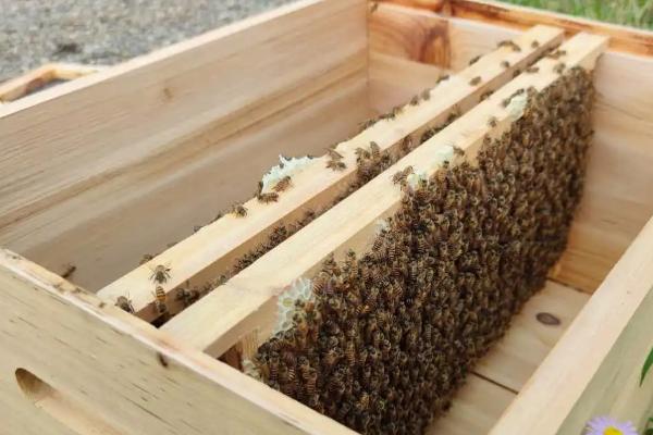 养蜂入门技术，这7个方面都需掌握