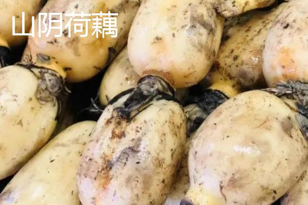 山西省山阴县的特产，包括山阴油炸糕、山阴荷藕、山阴燕麦等种类