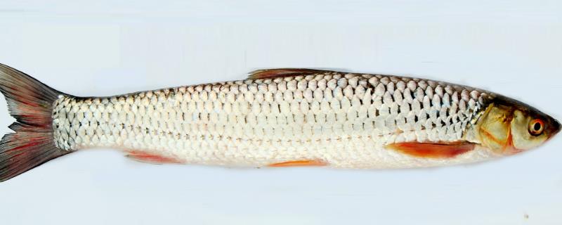 红眼睛红尾巴像草鱼是什么鱼，赤眼鳟、麦鲮或乌头鱼都有可能