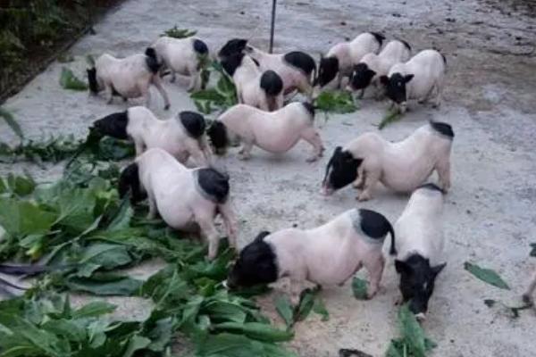 巴马香猪怎么养殖，室外温度超过20℃时可进行放牧