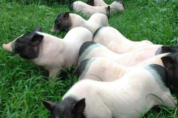 巴马香猪怎么养殖，室外温度超过20℃时可进行放牧