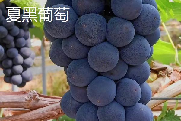 葡萄什么季节成熟，南方地区通常在6-7月份成熟