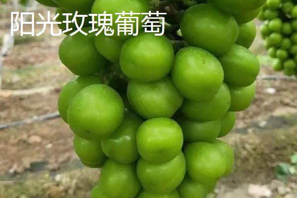 葡萄什么季节成熟，南方地区通常在6-7月份成熟