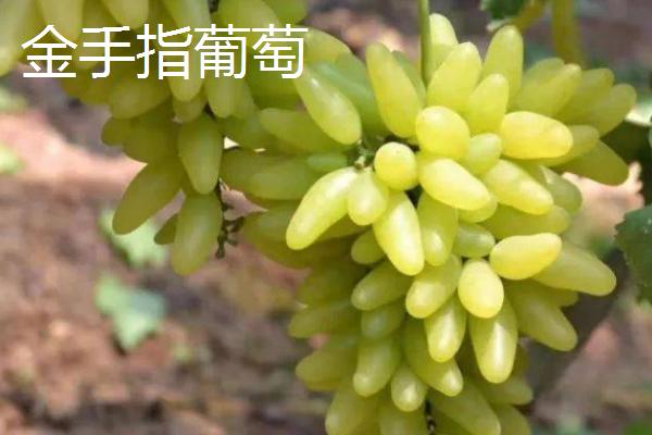 葡萄什么季节成熟，南方地区通常在6-7月份成熟