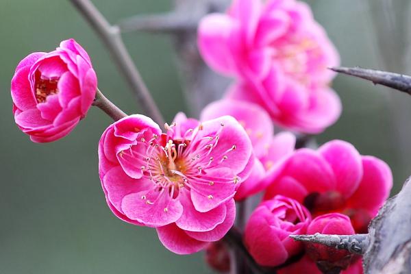什么是梅花，属于蔷薇目、蔷薇科落叶小乔木