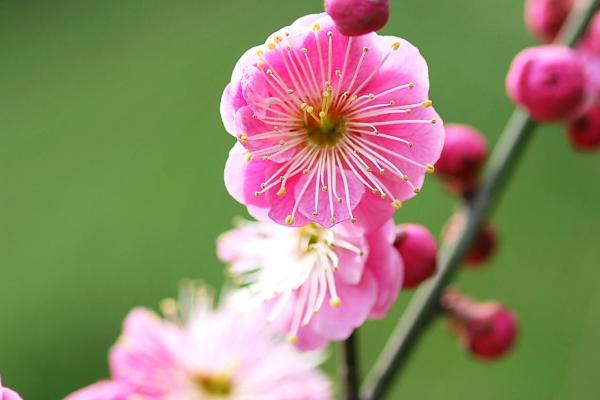 什么是梅花，属于蔷薇目、蔷薇科落叶小乔木