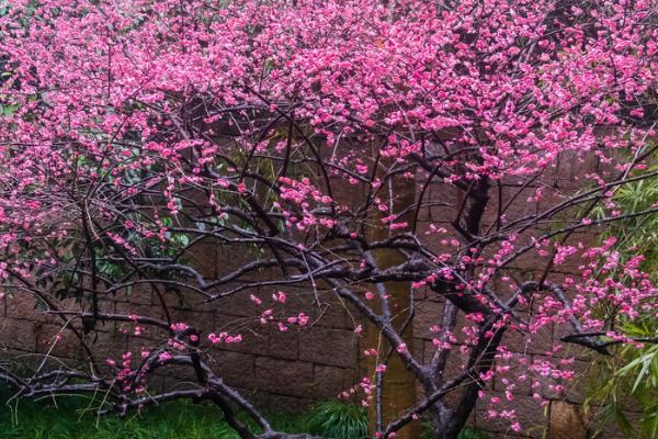 什么是梅花，属于蔷薇目、蔷薇科落叶小乔木