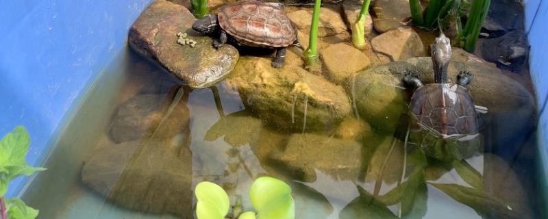 养乌龟绿水是怎么弄的，需要从野外获得