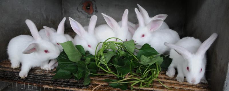 农村如何养殖兔子，需注意养殖密度