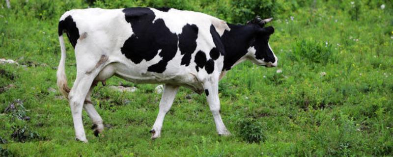 黑白花奶牛的价格，地区会影响到售价