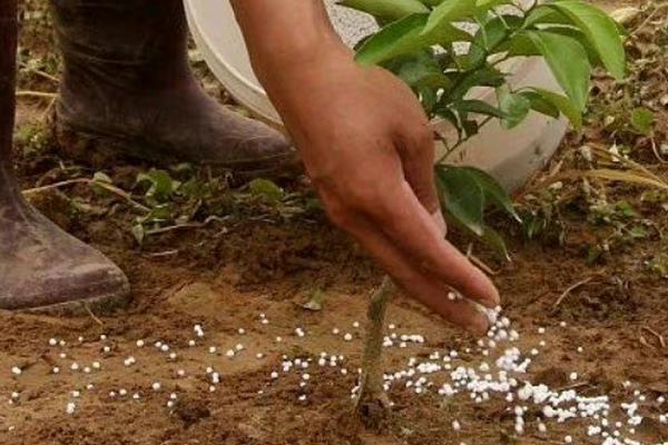 秋施底肥的方法，底肥的施用数量需考虑土壤肥力