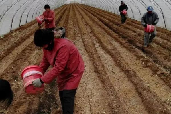 秋施底肥的方法，底肥的施用数量需考虑土壤肥力