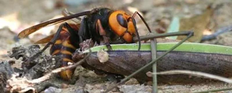 虎头蜂的毒性，会引起身体的过敏反应