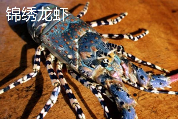 锦绣龙虾的产地，在我国主产于南海等海域