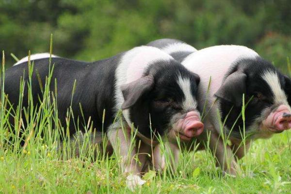 荣昌猪比较出名的原因，主要是因为肉质好、瘦肉率高、容易养殖