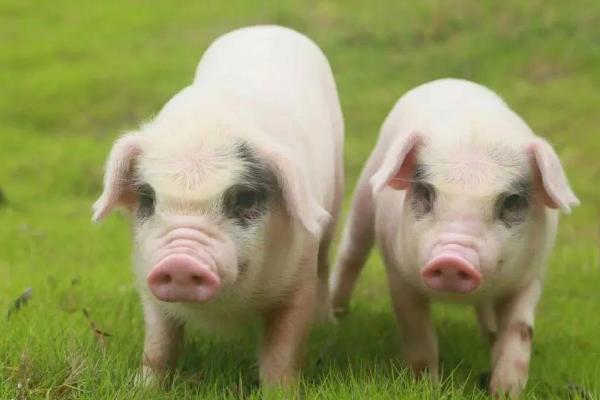 荣昌猪比较出名的原因，主要是因为肉质好、瘦肉率高、容易养殖