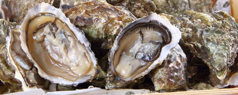 法国吉拉多牡蛎是什么品种，是凹型生蚝的一种