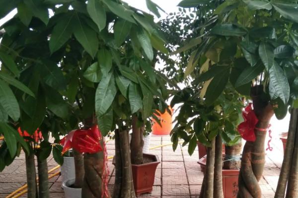 发财树的盆栽方法，春秋季节可放在阳台上接受散射光
