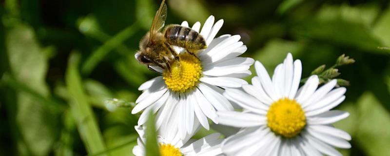 养蜂相关知识，需注意防治蚂蚁、胡蜂等天敌