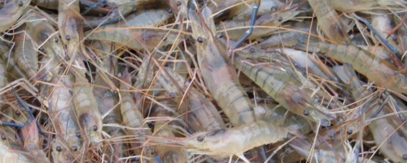 淡水虾的种类，日本沼虾、罗氏沼虾等为主要养殖品种