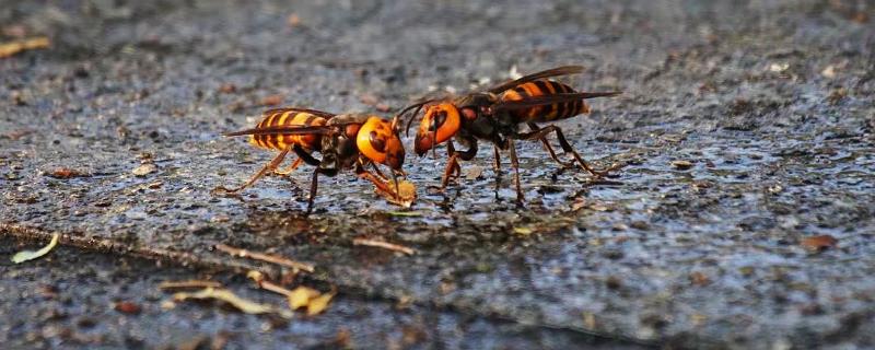 金环胡蜂是什么蜂，是体型最大的胡蜂