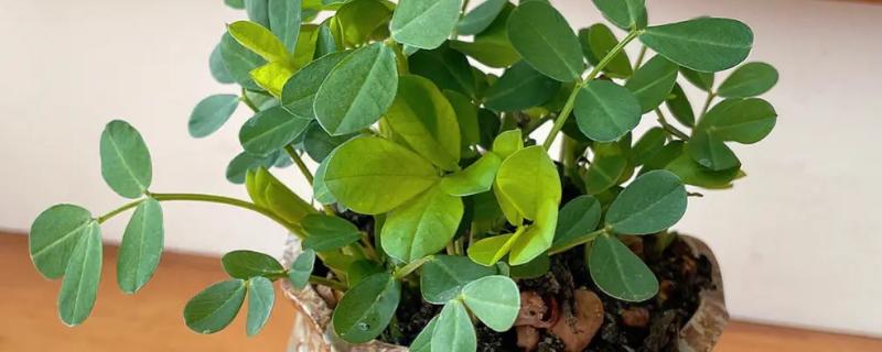 盆栽花生的种植要点，幼苗期要确保水肥充足