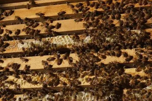 怎么防治中蜂巢虫病，及时淘汰旧脾可消除巢虫的生存空间