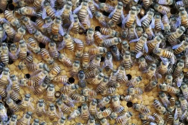 怎么防治中蜂巢虫病，及时淘汰旧脾可消除巢虫的生存空间