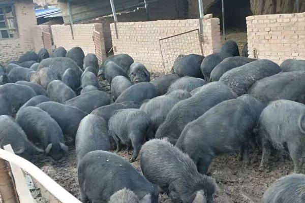 养殖藏香猪的前景，目前在市场上供不应求