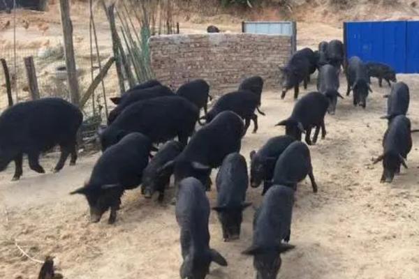 养殖藏香猪的前景，目前在市场上供不应求