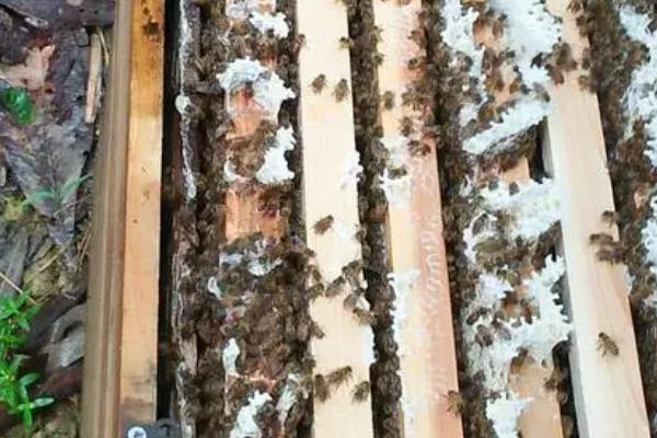 如何进行人工分蜂，可向新蜂群中介入优质的开产蜂王
