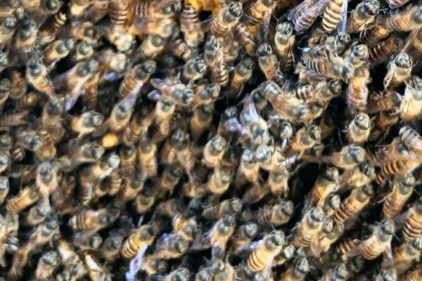 如何进行人工分蜂，可向新蜂群中介入优质的开产蜂王