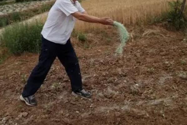 使用尿素的误区，不可以撒施或作为种肥