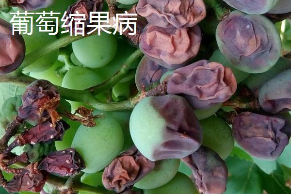 葡萄日灼病和缩果病的症状区别及防治方法，发病后会出现不同颜色和大小的斑块