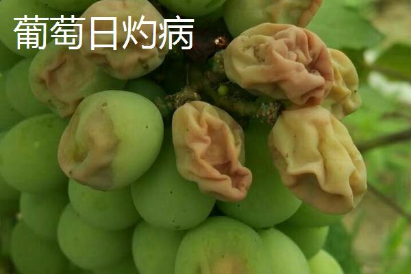 葡萄日灼病和缩果病的症状区别及防治方法，发病后会出现不同颜色和大小的斑块