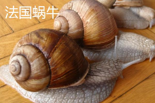 蜗牛的种类，种类很多遍布世界各地
