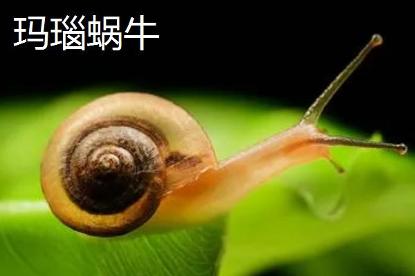 蜗牛的种类，种类很多遍布世界各地